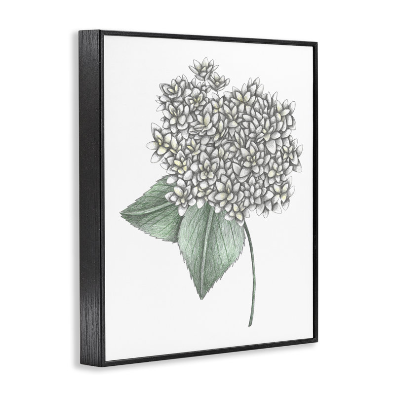 Croquis d'hydrangées blanches, giclée encadrée par Cecilia Battaini, H 14 po x l 11 po, Giclée encadrée noir minuit