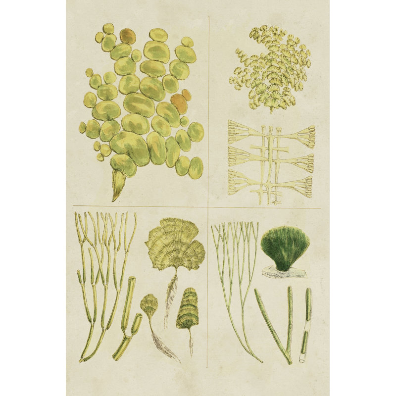 Vintage Sea Grass IV by Vision Studio - Wrapped Canvas Print, 76cm H x 51cm W x 3.8cm D