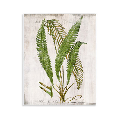  «Thin Fern Leaves Study» par Susan Arnot
