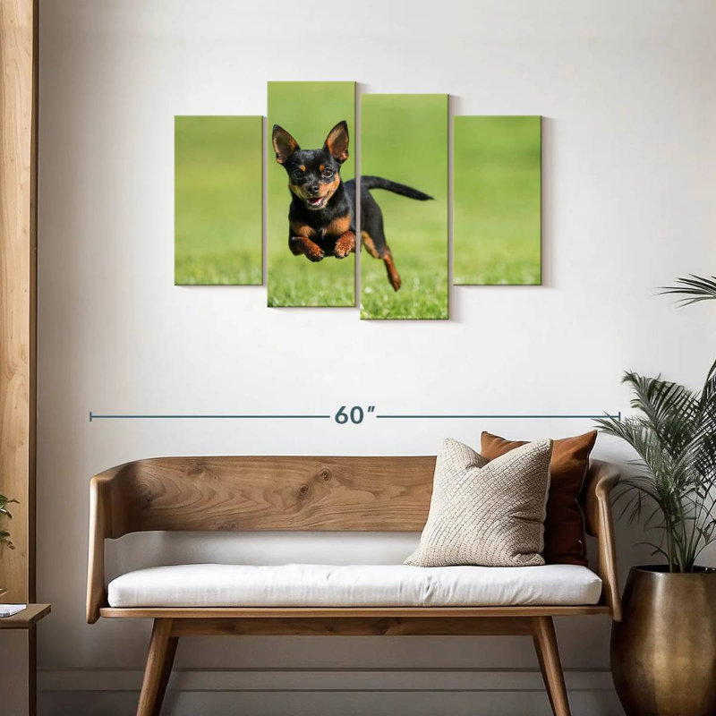 Chihuahua Sprint Brampt, H 27 po x l 43 po