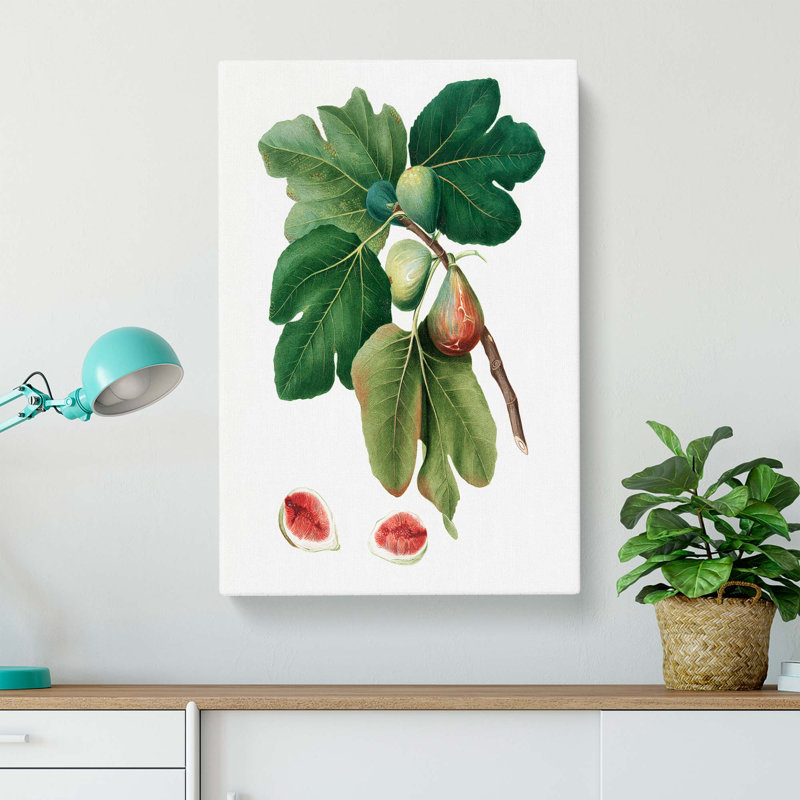 Common Figs by Giorgio Gallesio - Wrapped Canvas Painting, 50cm H x 35cm W x 3cm D