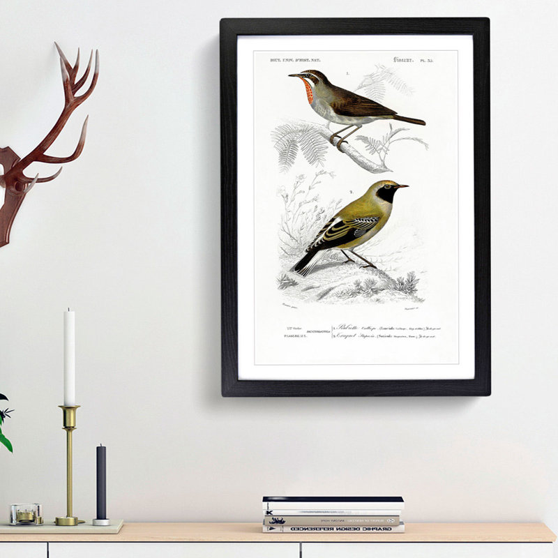Bird Illustrations PL. 55 by Charles d Orbigny - Framed Print, 45cm H x 33cm W x 2cm D, Black Framed