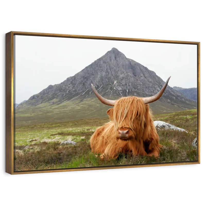 Highland Cow Serenity, Cadre flottant doré, 31 po x 21 po