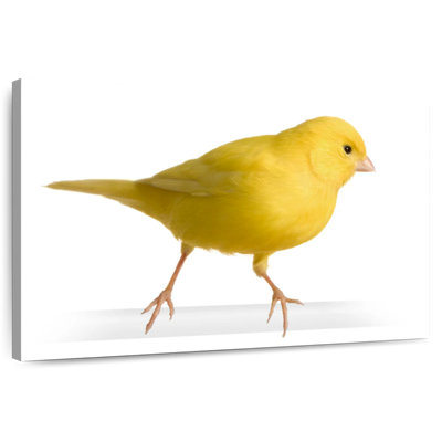 Canari perché