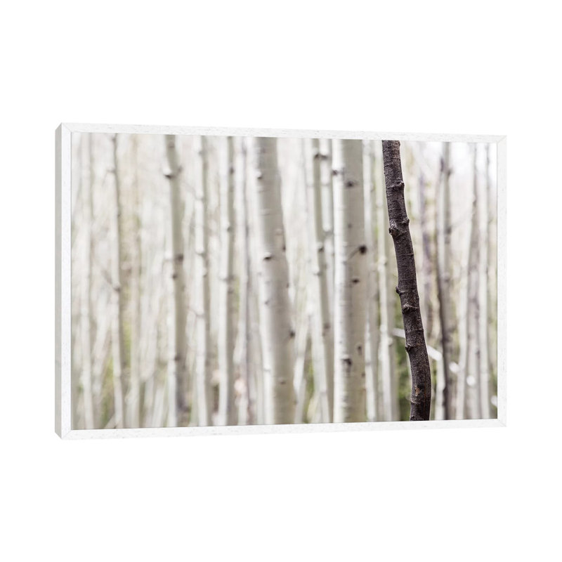 Single Birch Tree Trunk