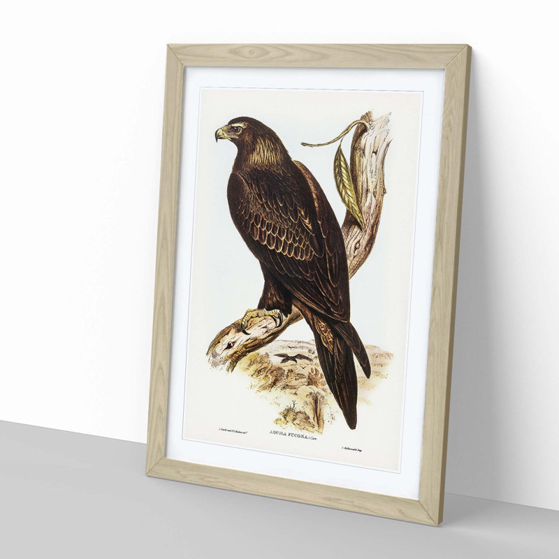 Wedge-Tailed Eagle by Elizabeth Gould - Picture Frame Painting Print, Oak Framed, 48cm H x 36cm W x 2cm D