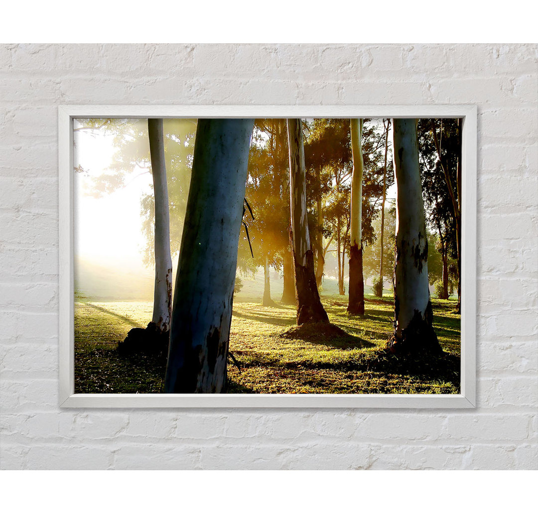 Morning Sunbeam Trees - Single Picture Frame Kunstdrucke auf Leinwand