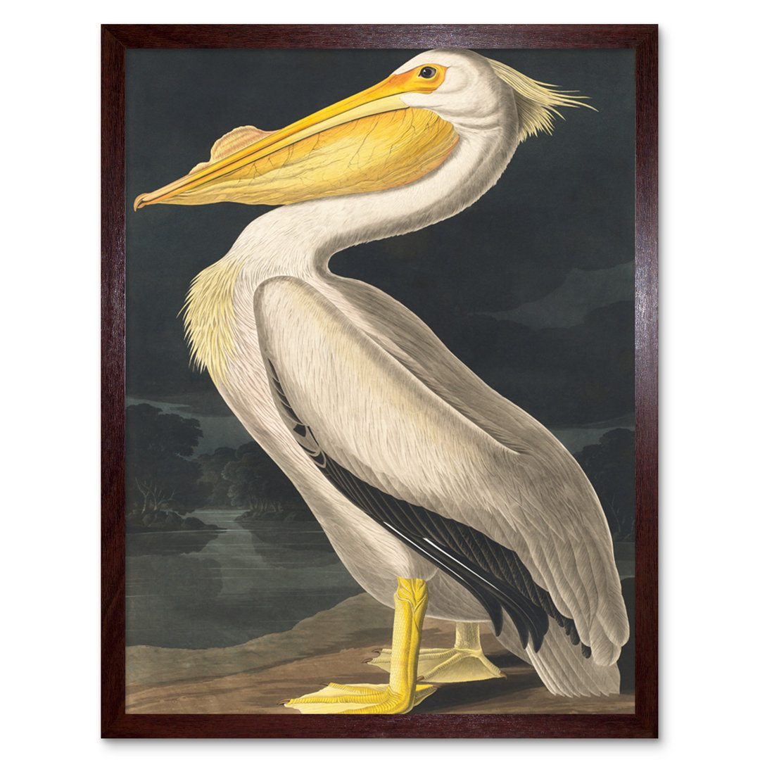 Audubon Style Vintage Detailed Pelican Bird - Print