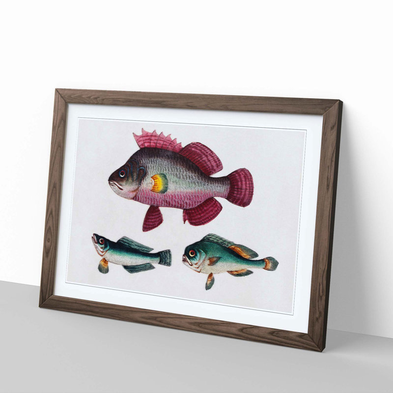 Assortment of Fishes 1 Piece Single Picture Frame Painting, 24cm H x 33cm W x 2cm D, Walnut