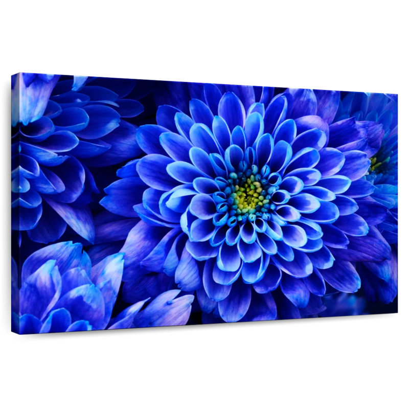 Dahlia Harnek exquis, H 16 po x l 24 po
