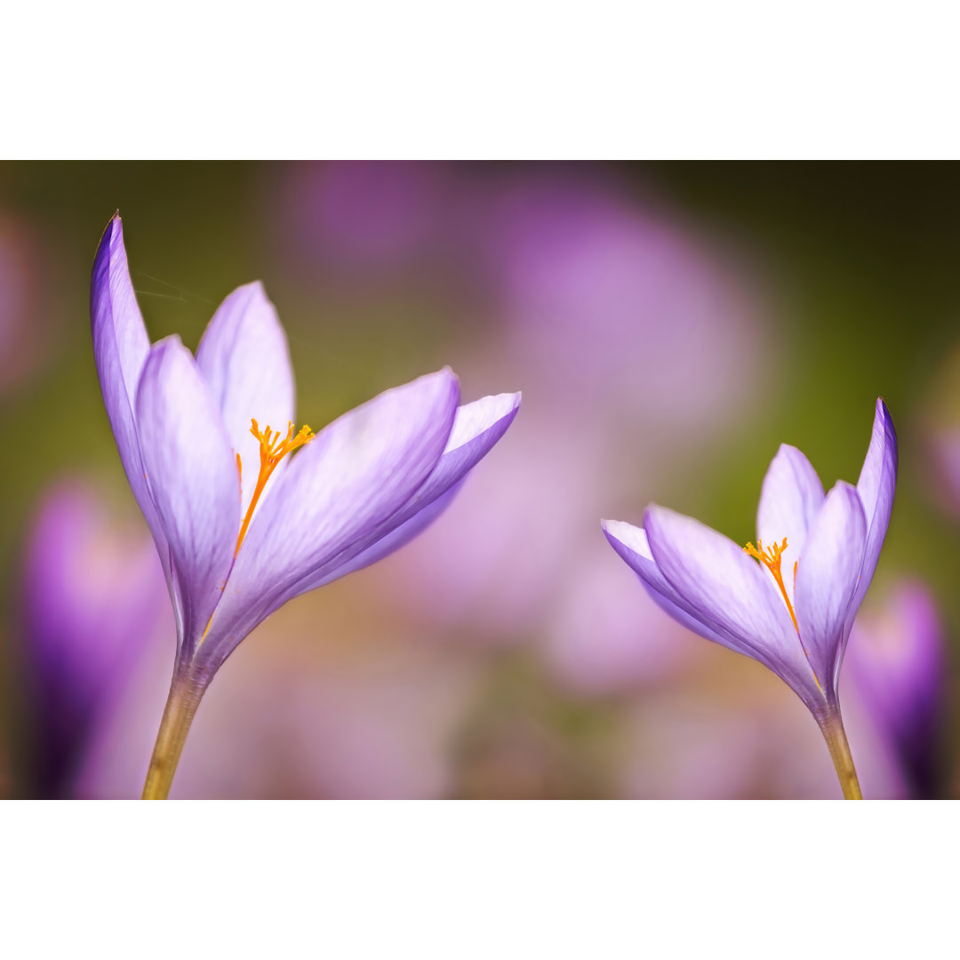 Schöne taufrische Blume von Digoarpi - Leinwanddrucke