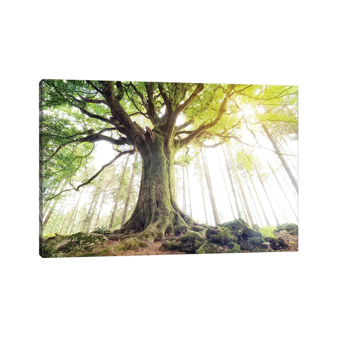 Lighting Beech Tree by Philippe Manguin - Photograph on Canvas
