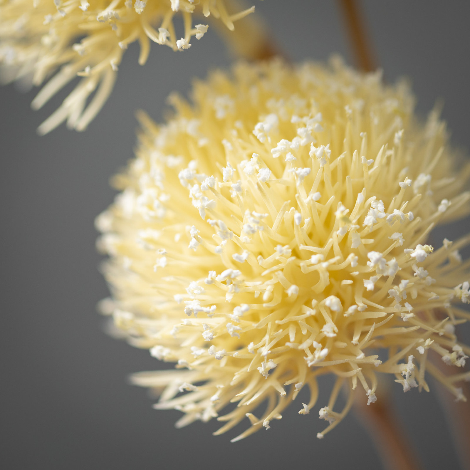 Quinlan Allium Bud Stems, Off-White