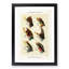 Salmon Fishing Flies Version 3 by Mary Orvis Marbury - Framed Print-55761839-55761842