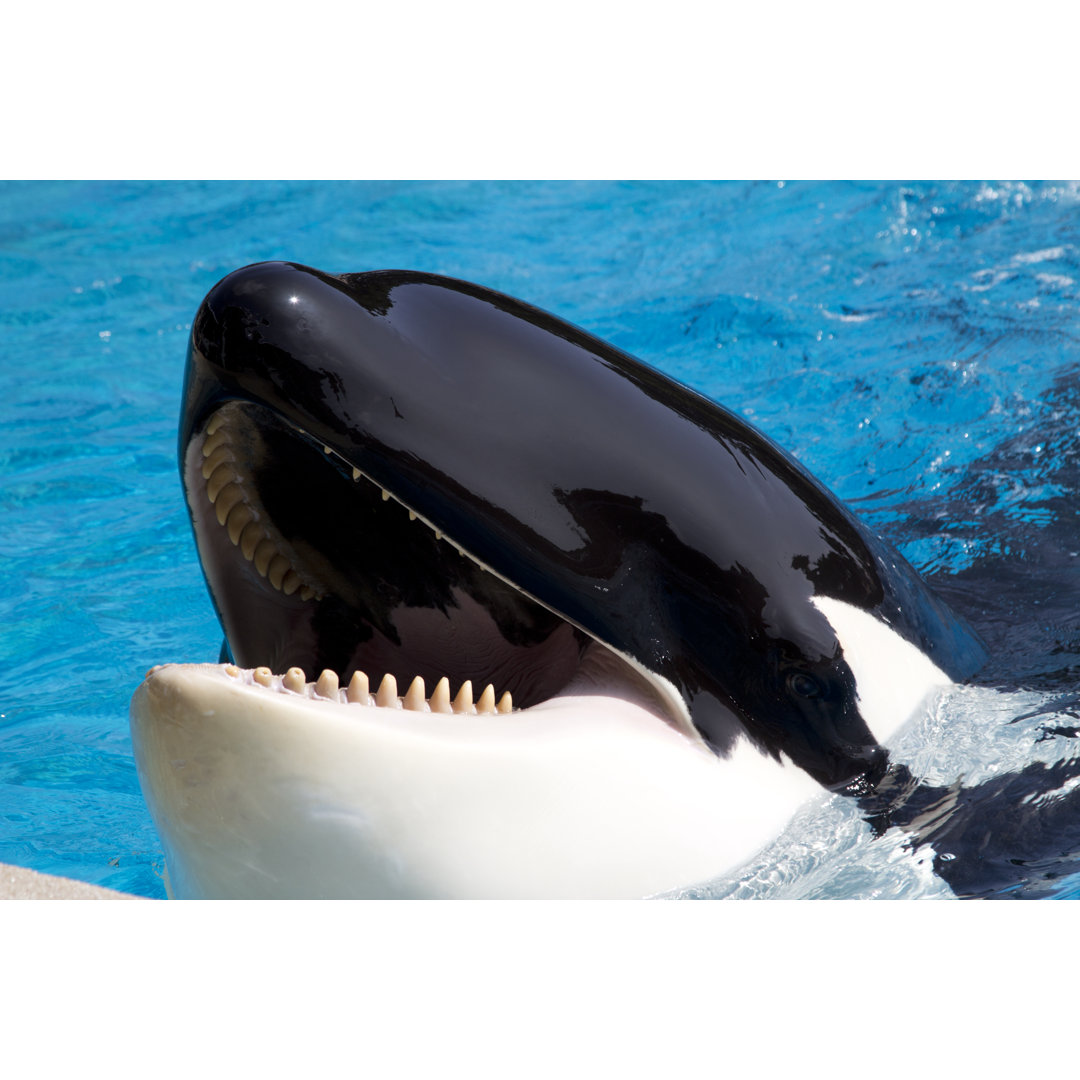 Killer Whale - Wrapped Canvas Print