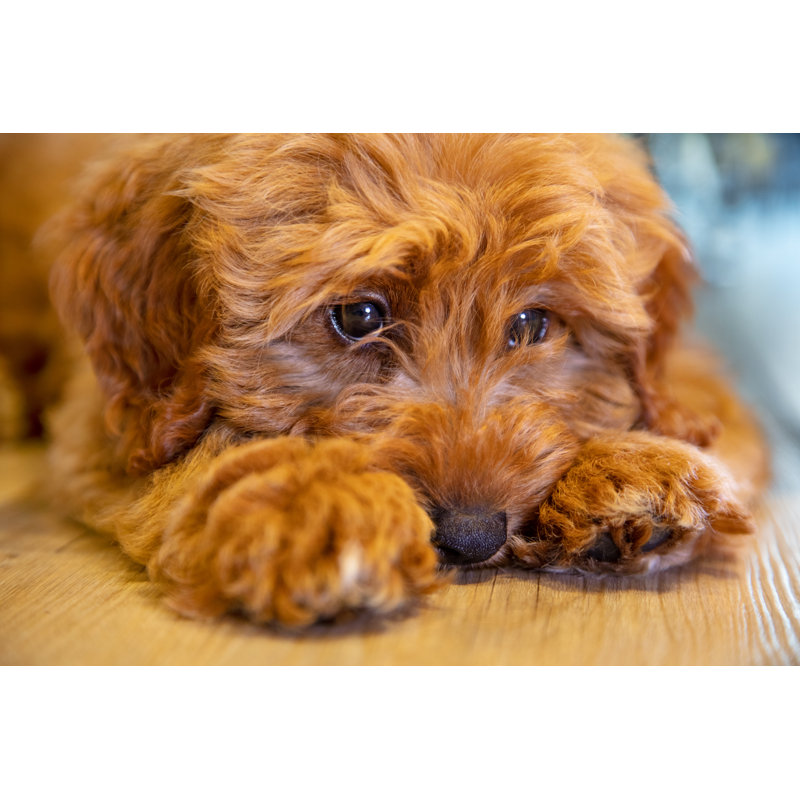Cute Labradoodle Puppy by Dmbaker - Wrapped Canvas Print, 30cm H x 46cm W