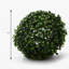 Topiaire buis ball plante