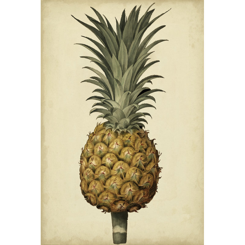 Brookshaw Antique Pineapple II by George Brookshaw - Painting Print, 122cm H x 81cm W, Black Floater Frame