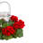 Geranium Candelabrum Arrangement