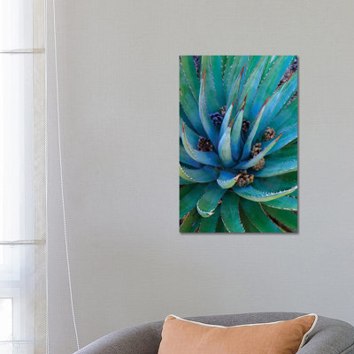 Agave Plants With Pine Cones, North America by Tim Fitzharris - Wrapped Canvas Print