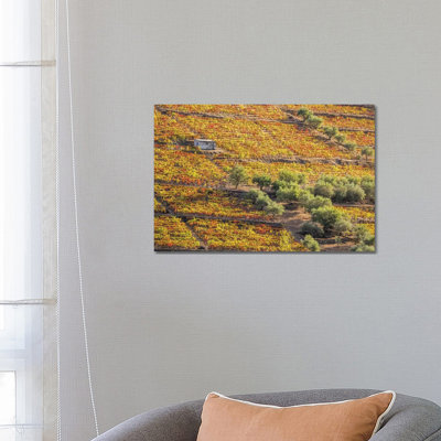 Autumn II, Vineyards On Terraced Hillsides Above The Douro River, Douro Valley, Portugal by Julie Eggers - Wrapped Canvas Print