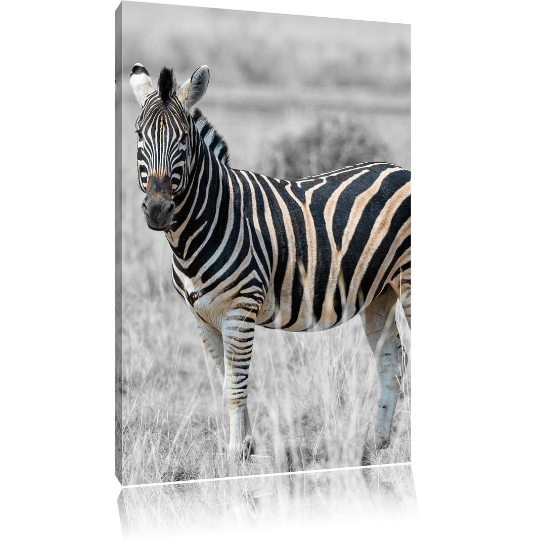 Leinwandbild Einzelnes Zebra im Wildgras