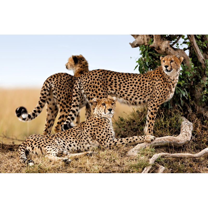 Cheetah Family - Wrapped Canvas Print, 20cm H x 30cm W