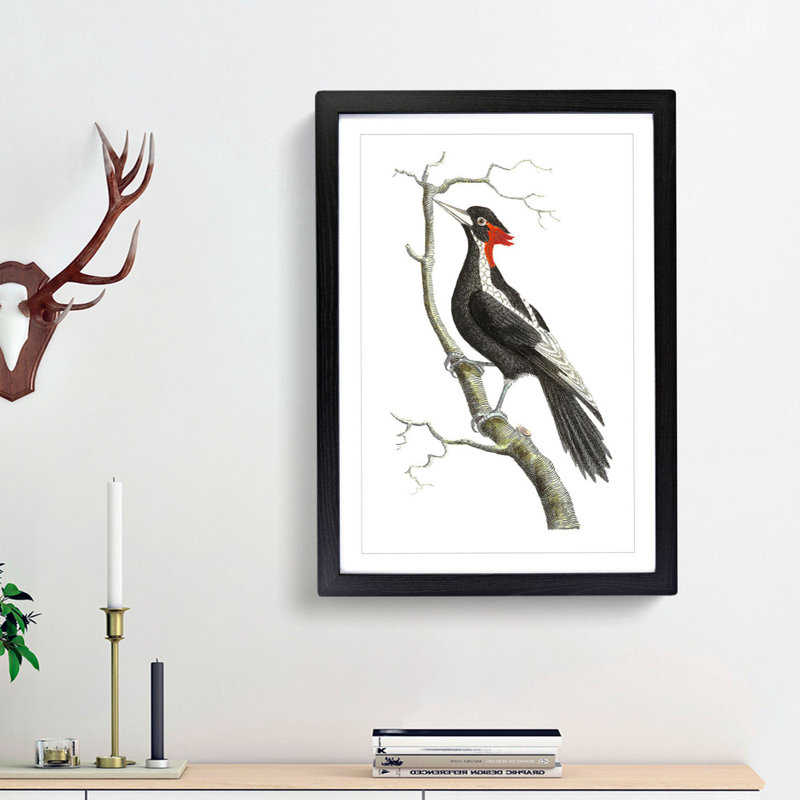 White-Billed Woodpecker by George Shaw - Framed Print, 36cm H x 27cm W x 2cm D, Black Framed