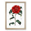 Crimson Camellia Flower - Framed Print-55490526-55490530