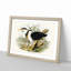 Pied Egrets by Elizabeth Gould - Picture Frame Painting Print-55583500-55583503