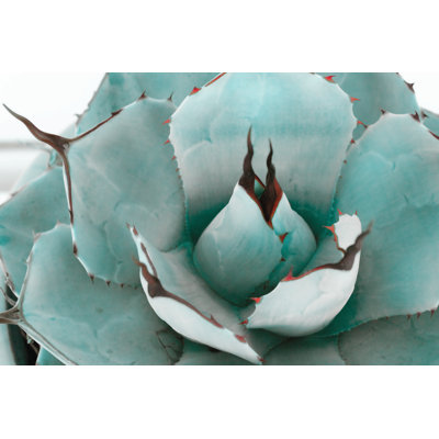 Succulent 1 - Wrapped Canvas Art Prints