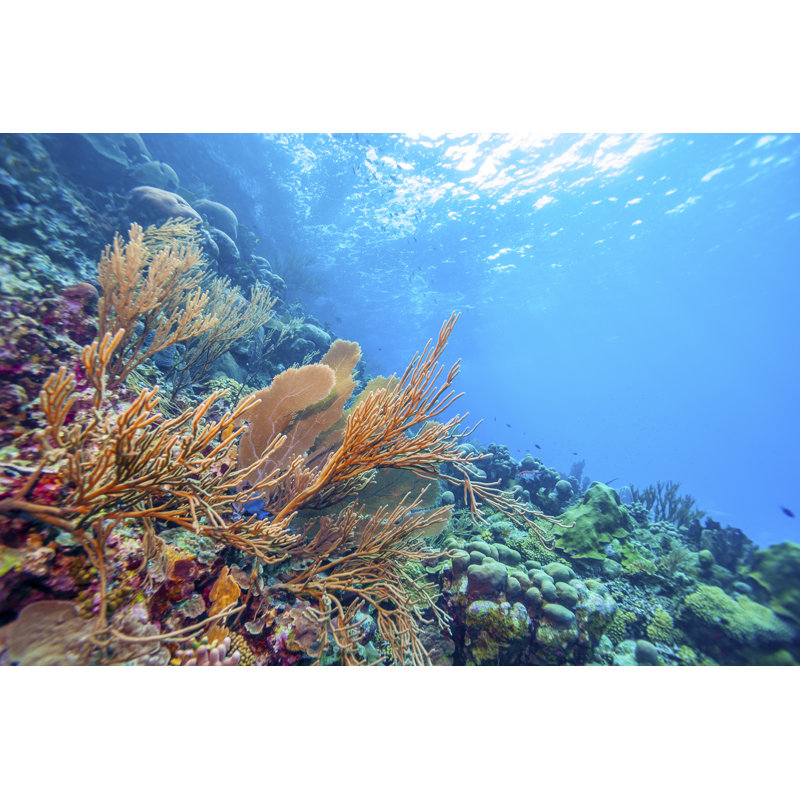 Coral Reef Bonaire Underwater - Photographie sur toile tendue, H 8 po x l 12 po