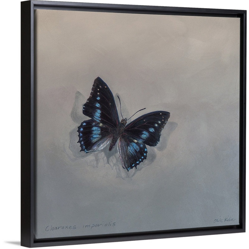 Charaxes imperial 1 (A), 2014 - reproduction d'art, Cadre flottant noir, H 38 po x l 38 po x P 1,75 po
