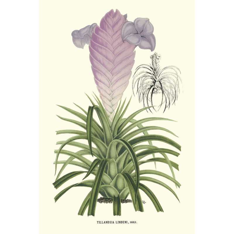 Lavender Orchids III by P. Stroobant - Wrapped Canvas Art Prints, 46cm H x 30cm W