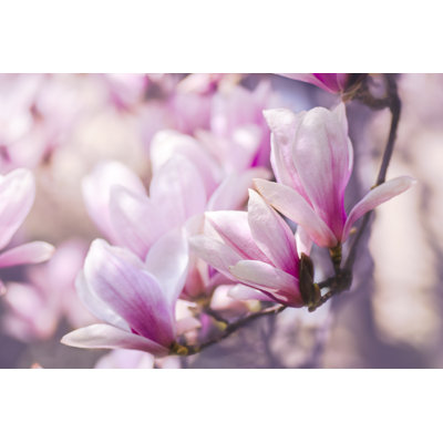 " Beautiful Magnolia Flowers "