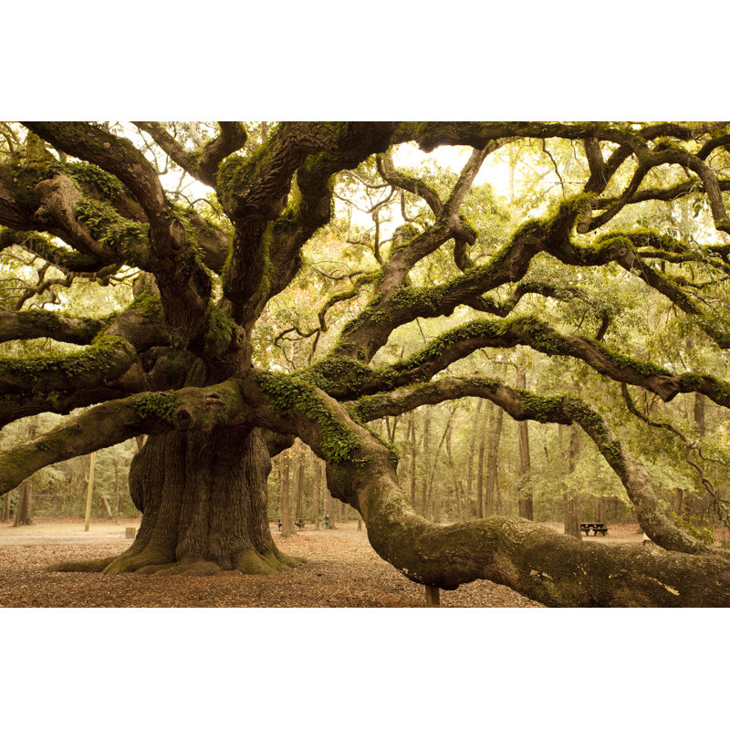 Ancient Angel Oak 1 Piece Wrapped Canvas Wall Art, 81cm H x 122cm W x 3.8cm D