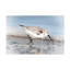 «Sand Piper A» par David Manlove, impression sur toile tendue-414631353
