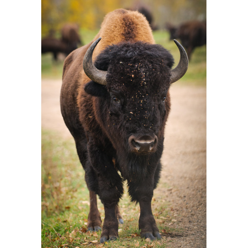 Westbury Plains Bison - Wrapped Canvas Print, 91cm H x 61cm W x 3.8cm D