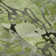 Premium Machine Washable Cerrito AMF558 Fern Rug