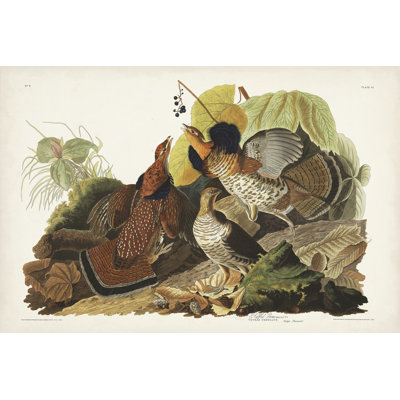 Tétras à plumes Pl 41