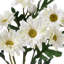 Marguerite marguerite X7 + 3bud 25 po-1717643293
