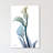 " Gold Splash Calla Lilly "-23605386