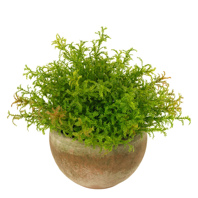 Reindeer Moss in Mossy Pot