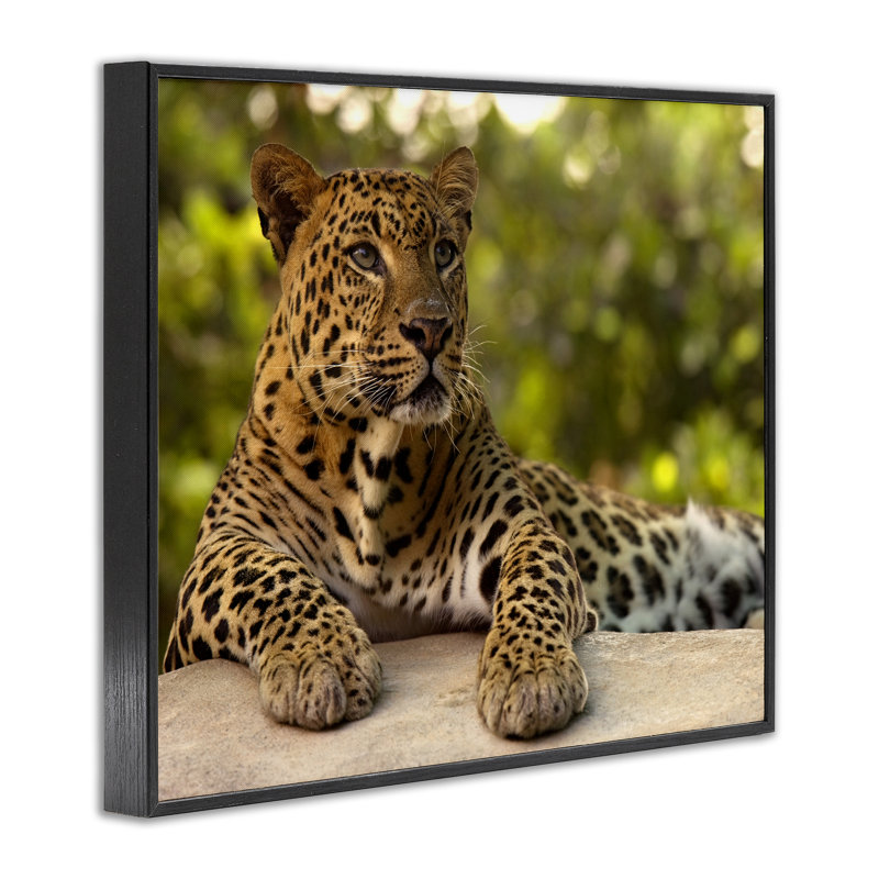 «Leopard Gazing Relaxation», estampe numérique, conception par MJ Photographie, H 11 po x l 14 po