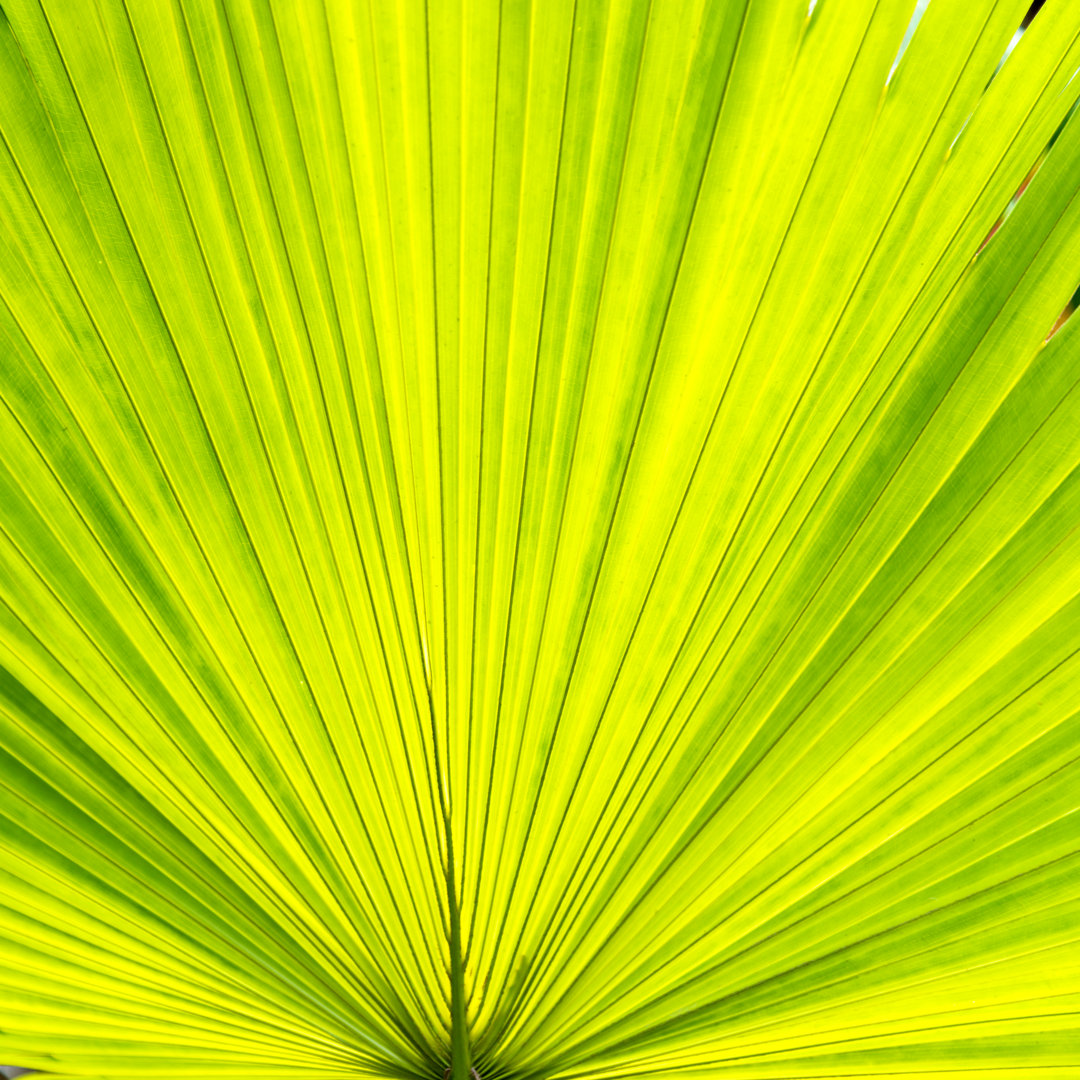 Green Palm Leaf von Baona - Kunstdrucke auf Leinwand