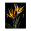 Birds Of Paradise Flowers I - Horloge murale florale-99629614