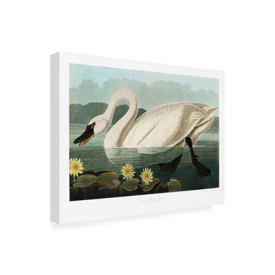 «Common American Swan» par Birds Of America 1827 sur toile, impression