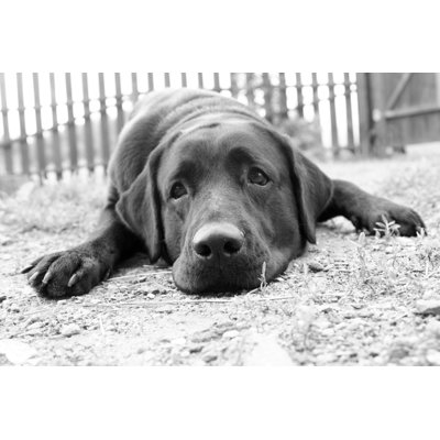 «Clarey Sad Dog» par Kourachov