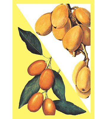 Kumquat Painting Print
