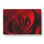 The Beauty of a Red Rose - Wrapped Canvas-56643857